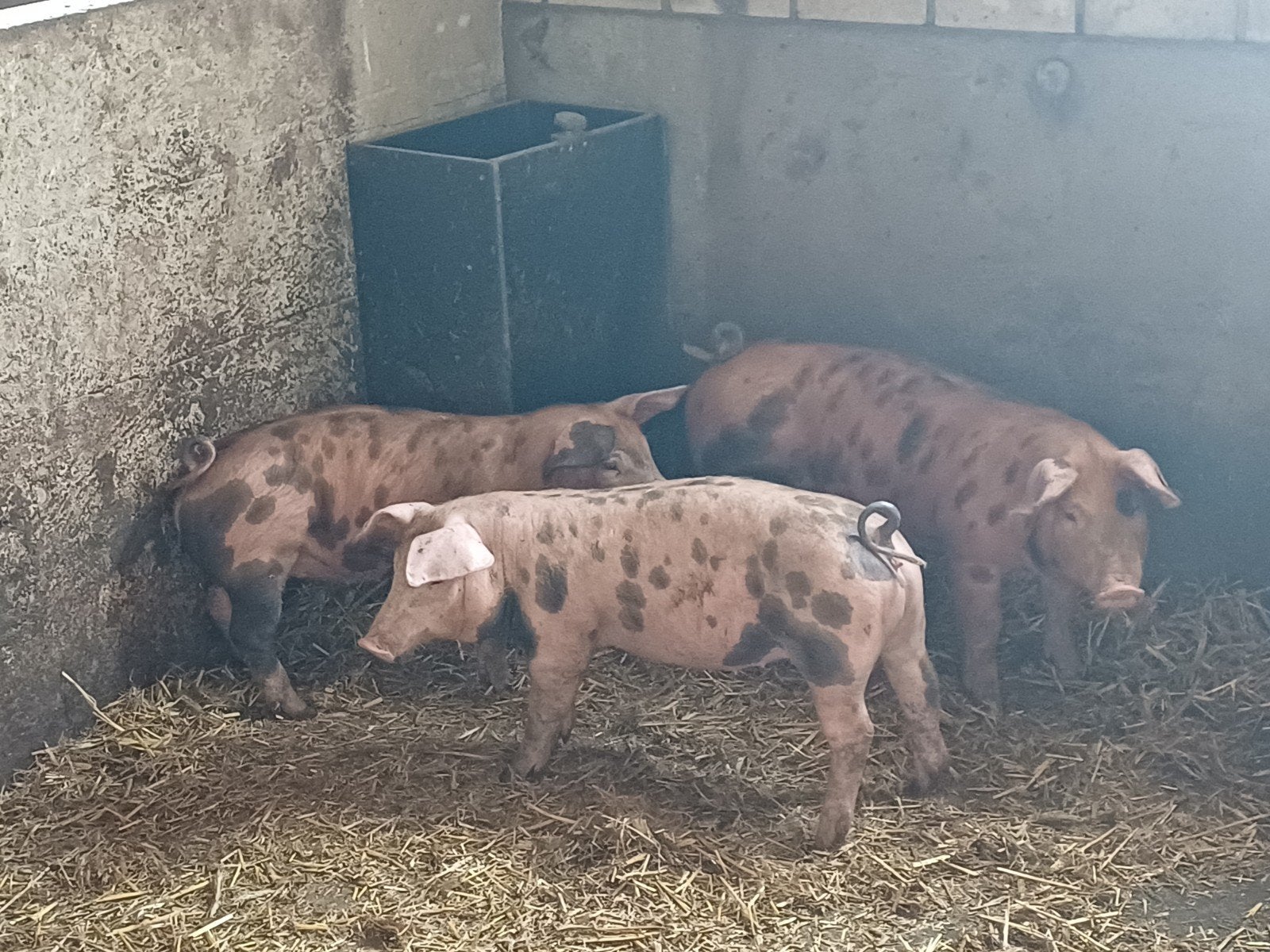 luxe biggen, Dieren en Toebehoren, Schapen, Geiten en Varkens, Mannelijk, Geit
