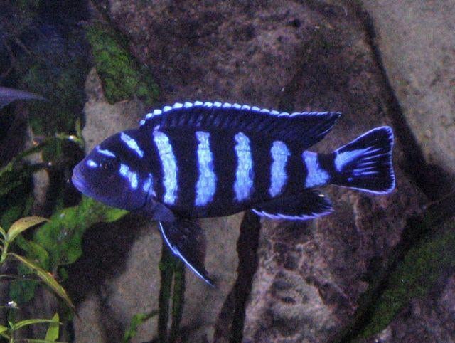 Malawi Cichliden: Pseudotropheus demasoni, Vis, Zoetwatervis