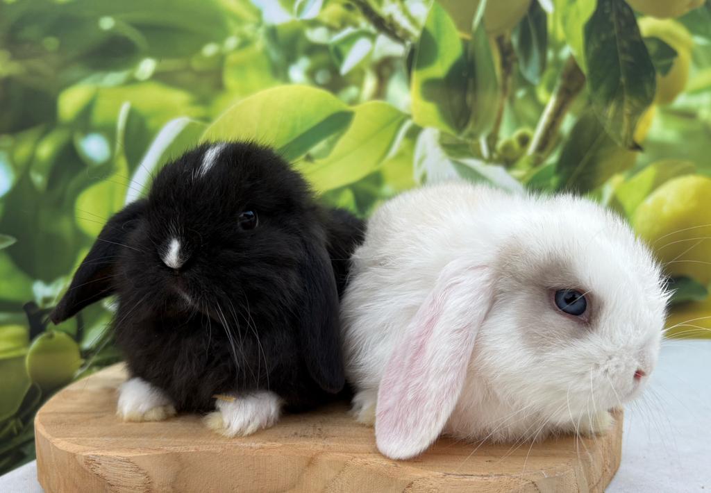 Prachtig raszuiver klein minilop koppeltje 🩷🩵, Meerdere dieren, Dwerg, Hangoor, 0 tot 2 jaar