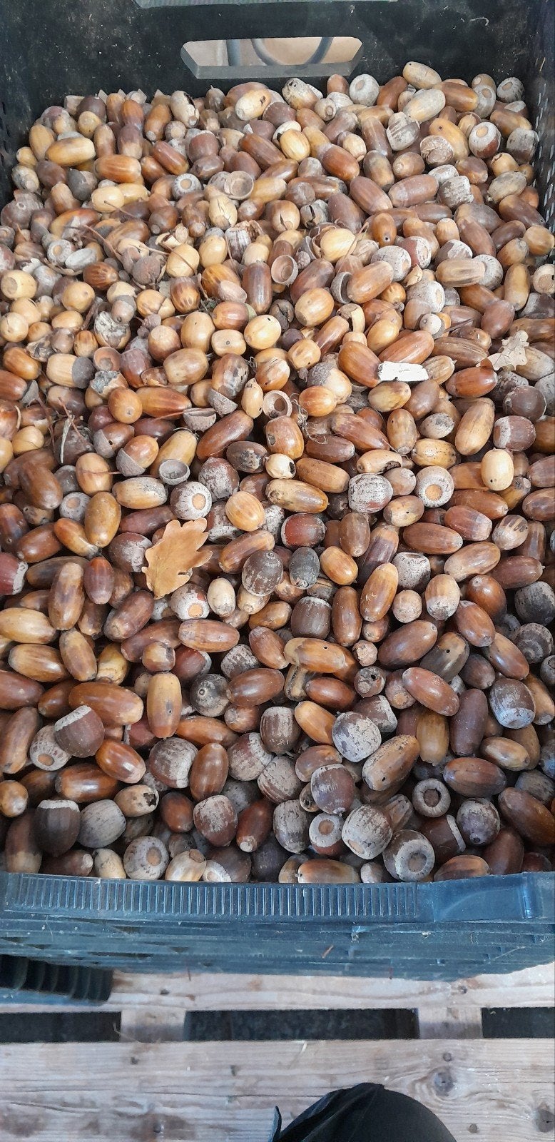 gezocht eikels 0.35 euro per kilo, Ophalen