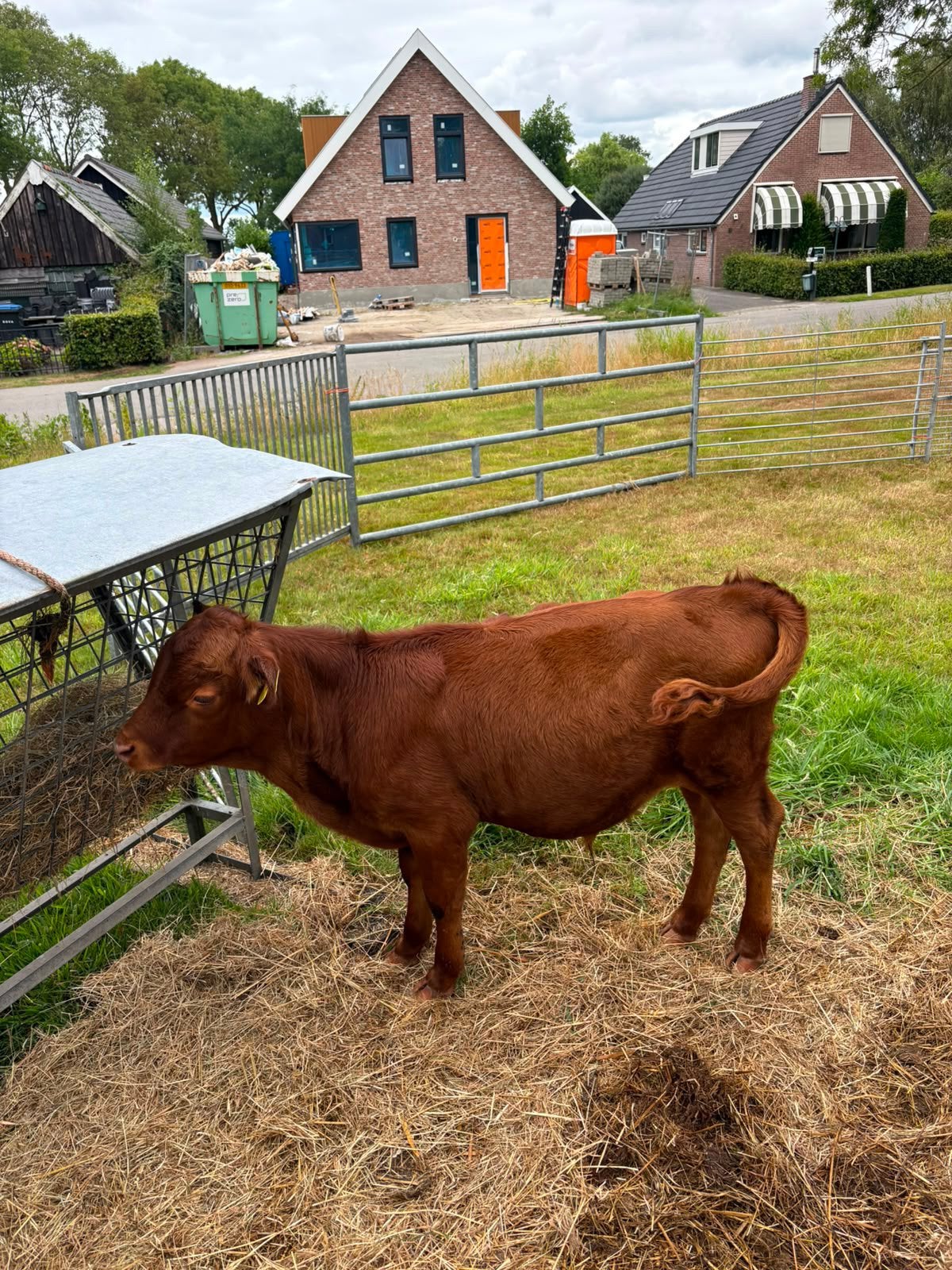 Dexter stierkalf, Dieren en Toebehoren, Runderen, Mannelijk