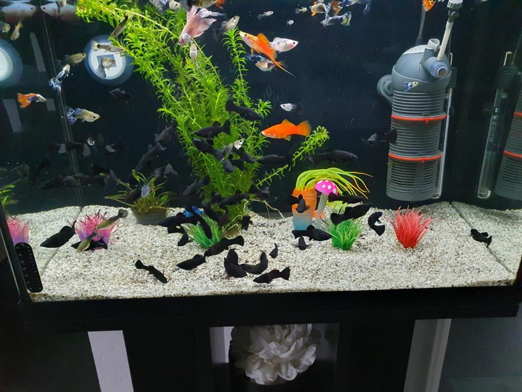 9 Black Molly Vis, Dieren en Toebehoren, Vis