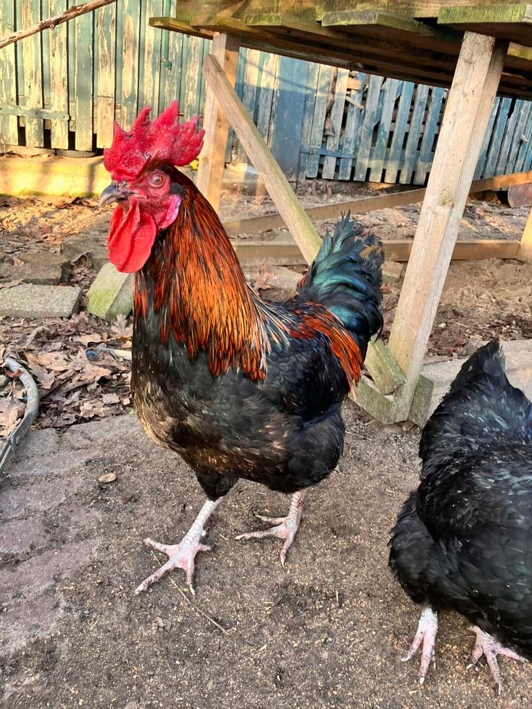 Mix haan marans australorp araucana, Mannelijk, Kip