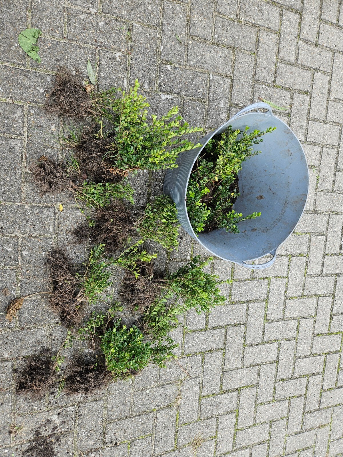 ongeveer 15 plantjes Japanse hulst, Ophalen, Overige soorten