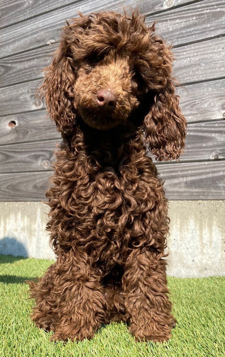 chocobruine toypoedel dekreu 25 cm, Fokker | Hobbymatig, Reu, Buitenland, Parvo