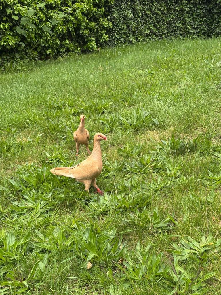 Kopel gele kleur man en vrouw, Meerdere dieren