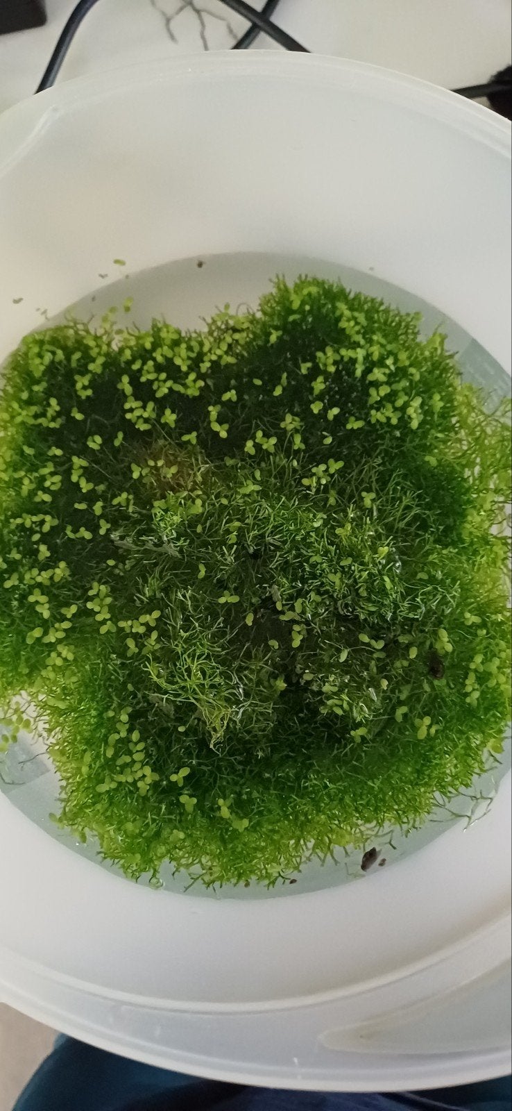 aquariumplant watervorkje te koop. Mooie pluk, Dieren en Toebehoren, Ophalen, Nieuw, Plant(en), Steen of Hout