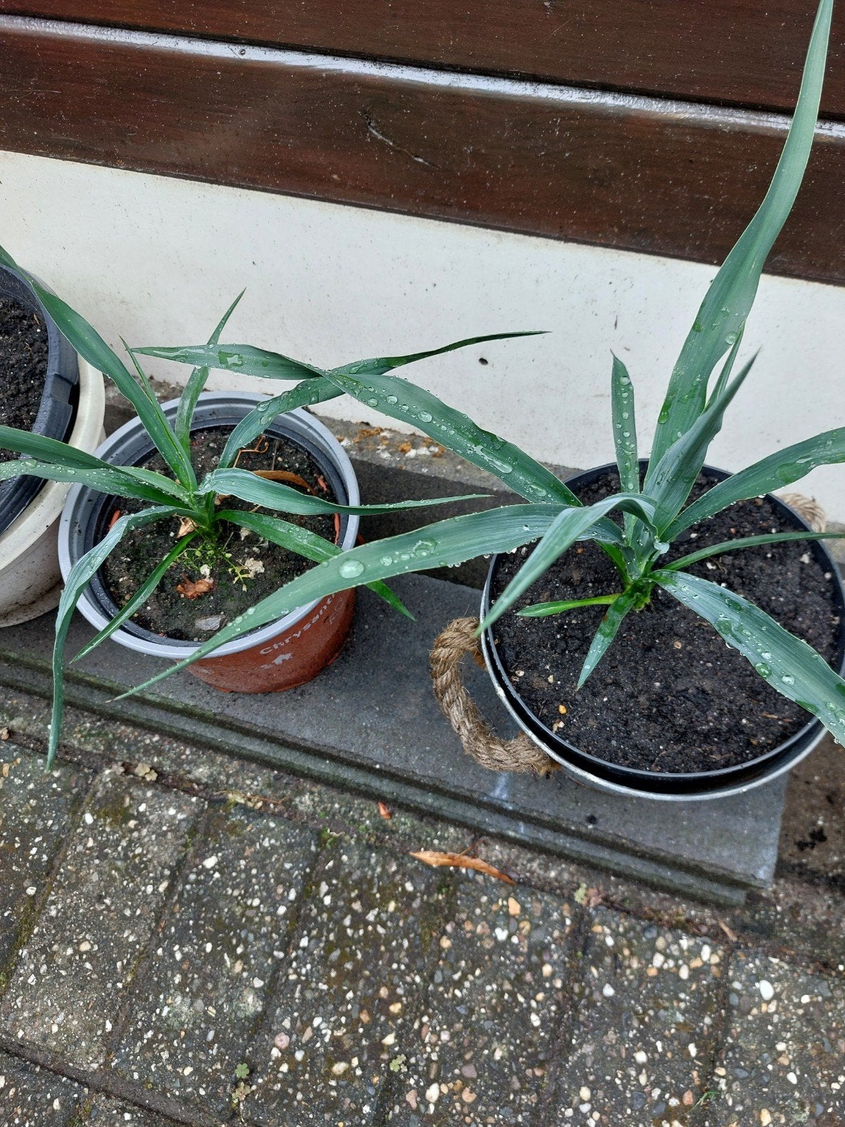 yucca s, Ophalen, Vaste plant, Overige soorten, Volle zon