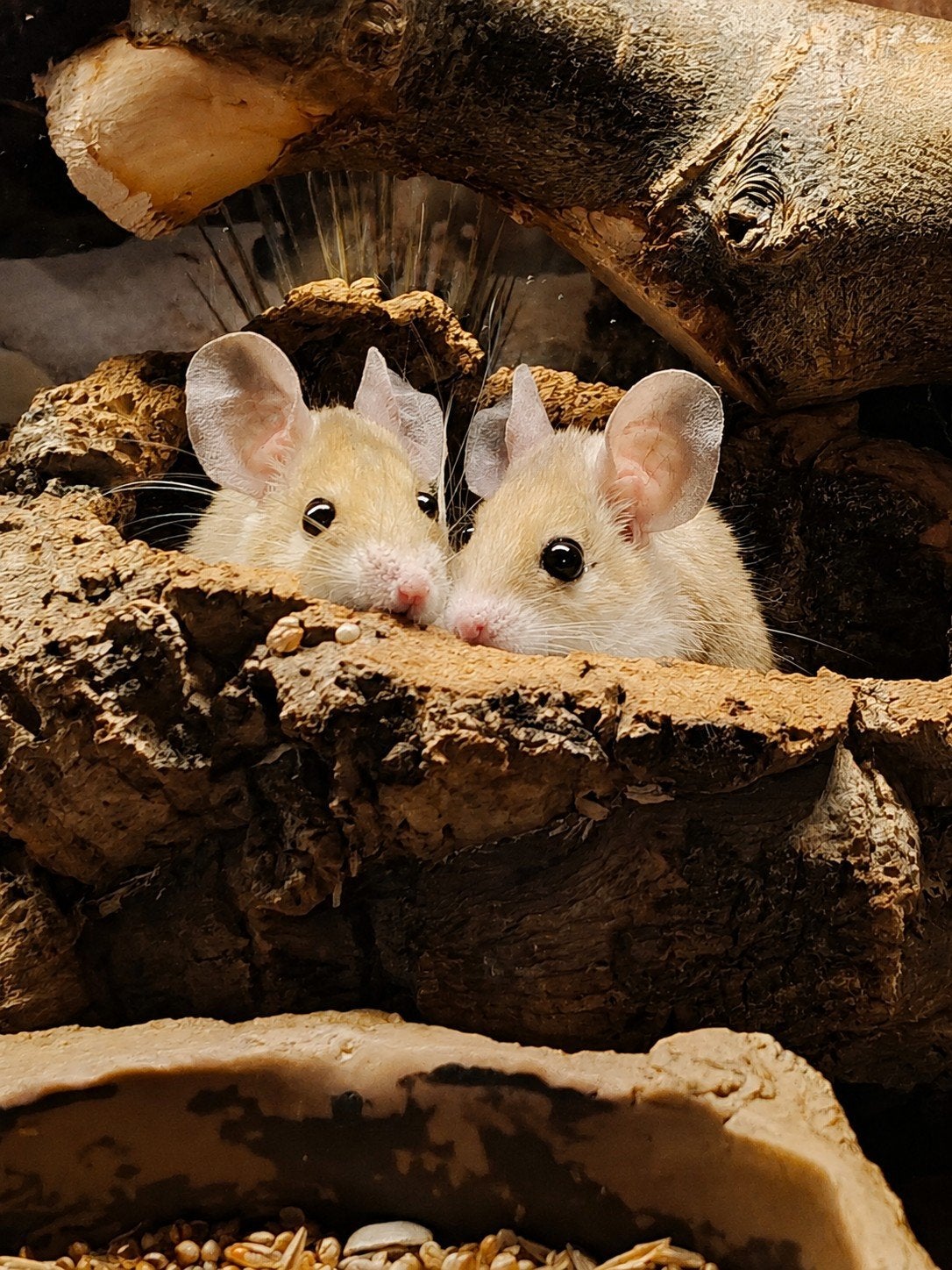 5 Stekelmuizen, vrouwelijk 3 jaar oud, Maart, Meerdere dieren, Muis