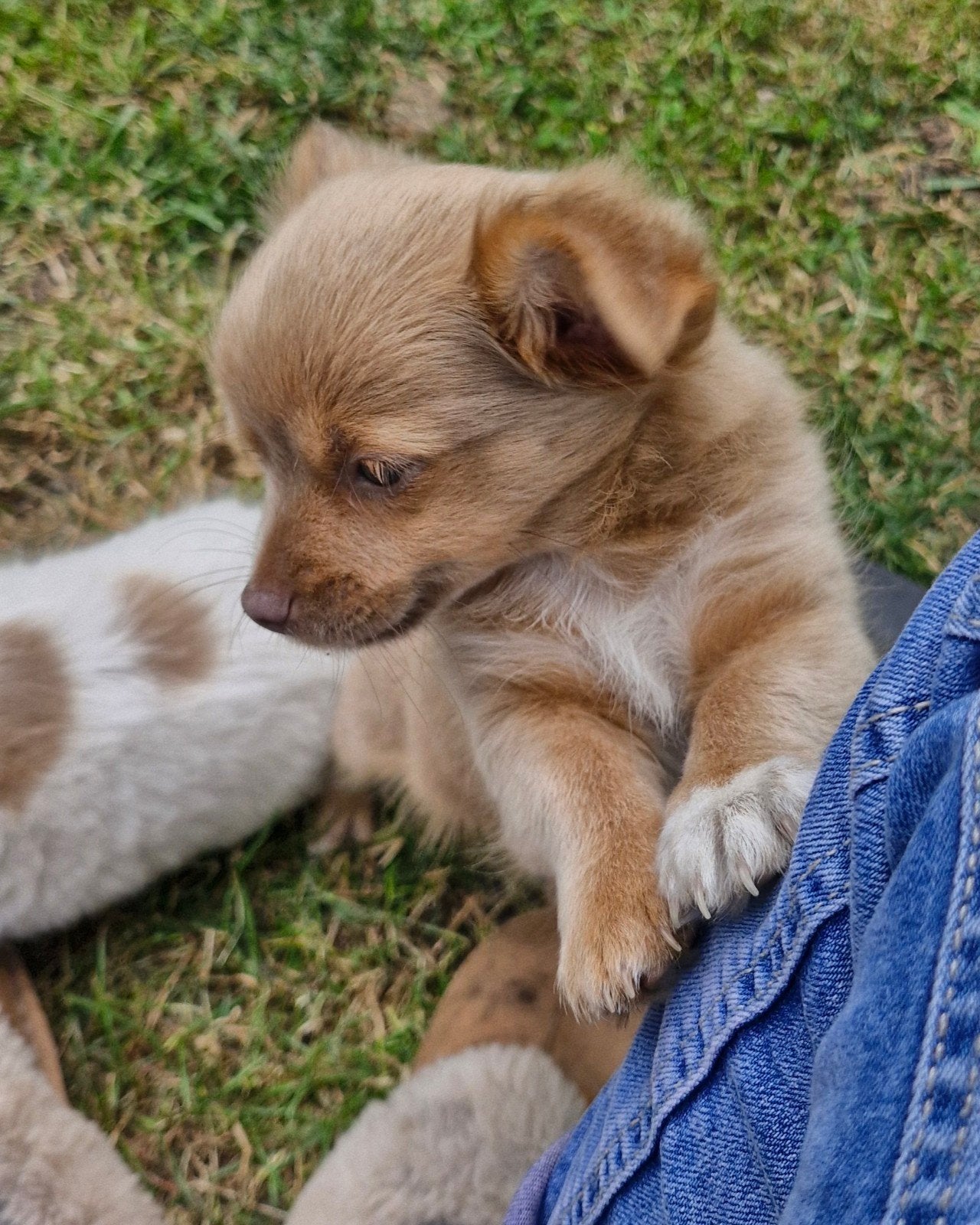 2 Chihuahua Mädels und 1 Rüde, Dieren en Toebehoren, Honden | Chihuahua's en Gezelschapshonden, 8 tot 15 weken, Meerdere, Meerdere dieren