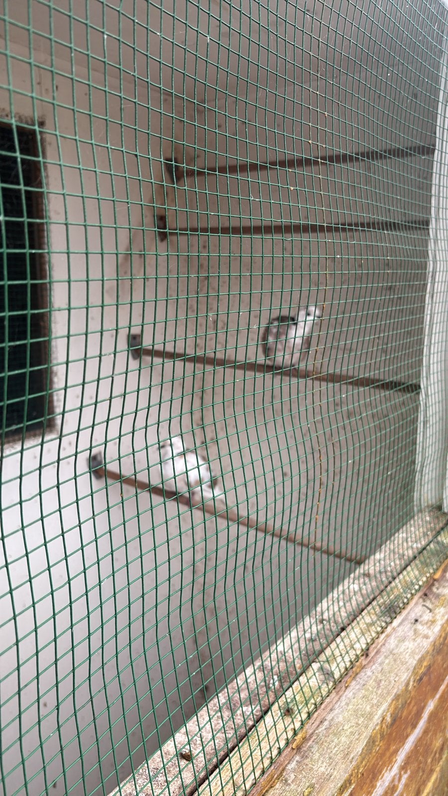 2 grijswitte tortelduiven., Dieren en Toebehoren, Geslacht onbekend, Tam
