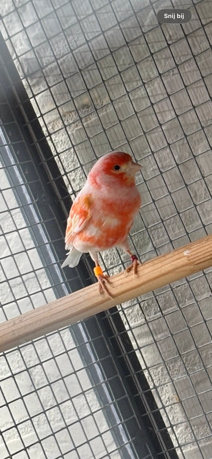 Mozaïek man uit buitenvoliere, Dieren en Toebehoren, Mannelijk, Kleurkanarie