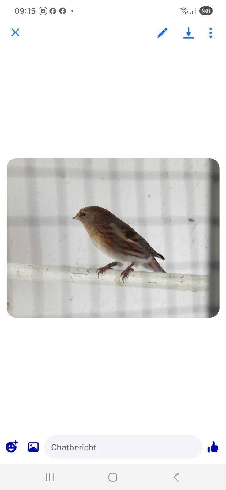 mooie kleine barmsijsen, Meerdere dieren, Wildzangvogel, Geringd