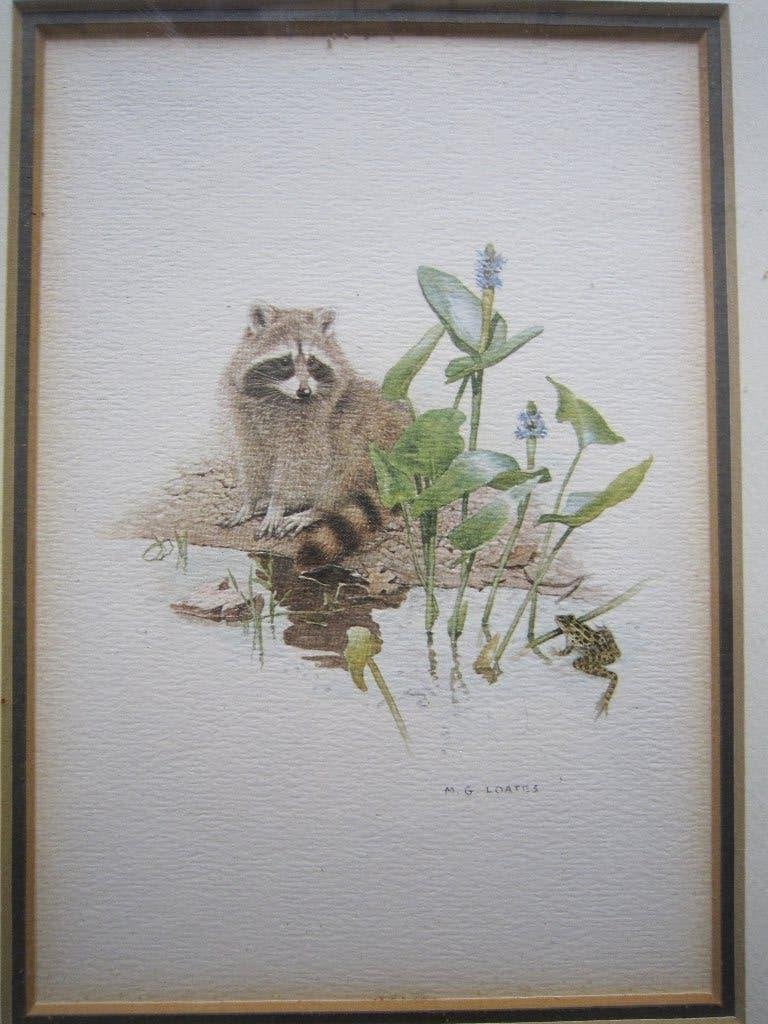 Art Print, Wasbeertje, struik kikker, Glen Loatis, Verzamelen, Ophalen of Verzenden, Voor 1940, Gebruikt, Overige onderwerpen