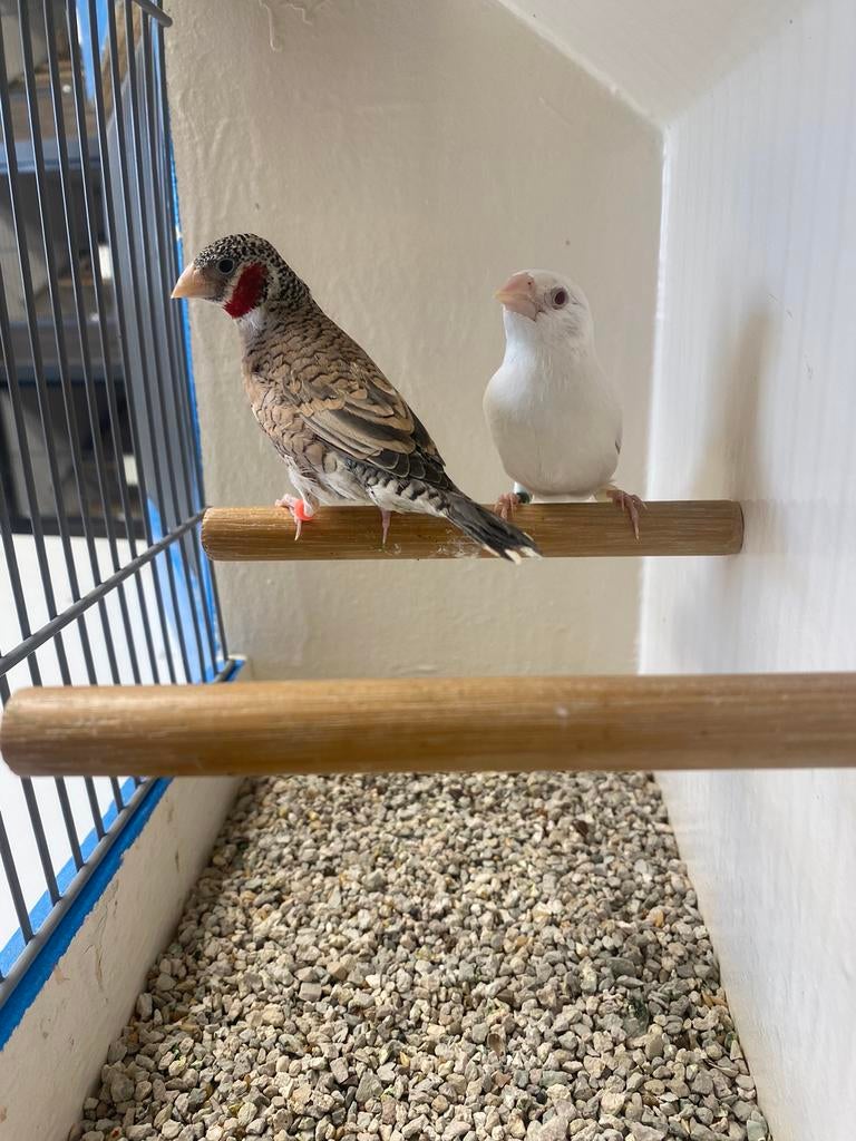 Koppels Bandvinken Albino's en Splitvogels, Dieren en Toebehoren, Vogels | Overige Vogels, Meerdere dieren