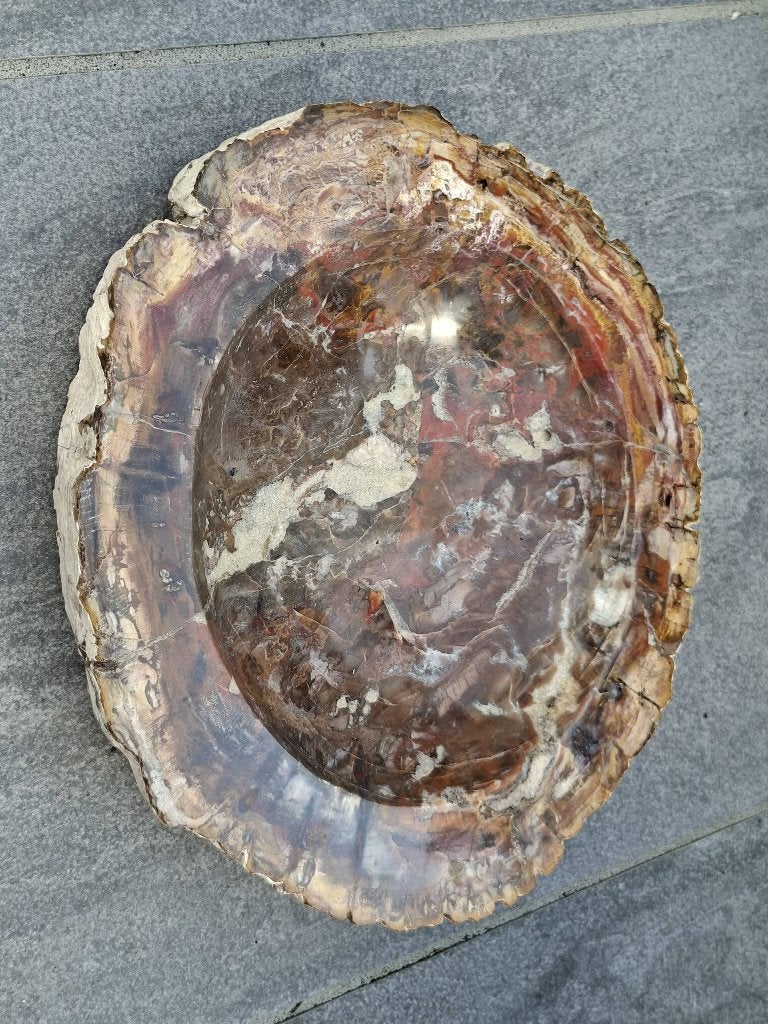 Schaal van versteend hout, Ophalen of Verzenden, Mineraal