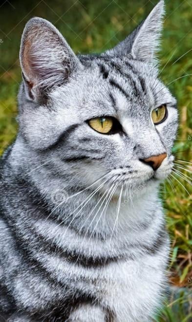 (gezocht) kitten grijs/wit gestreept, Dieren en Toebehoren, Kater