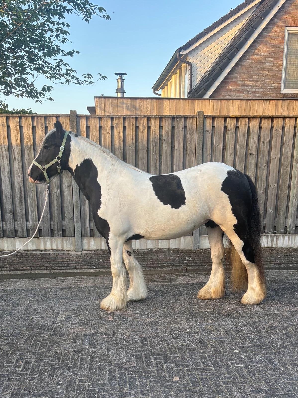 mooie grote zwartbonte tinker merrie, Merrie, 3 tot 6 jaar