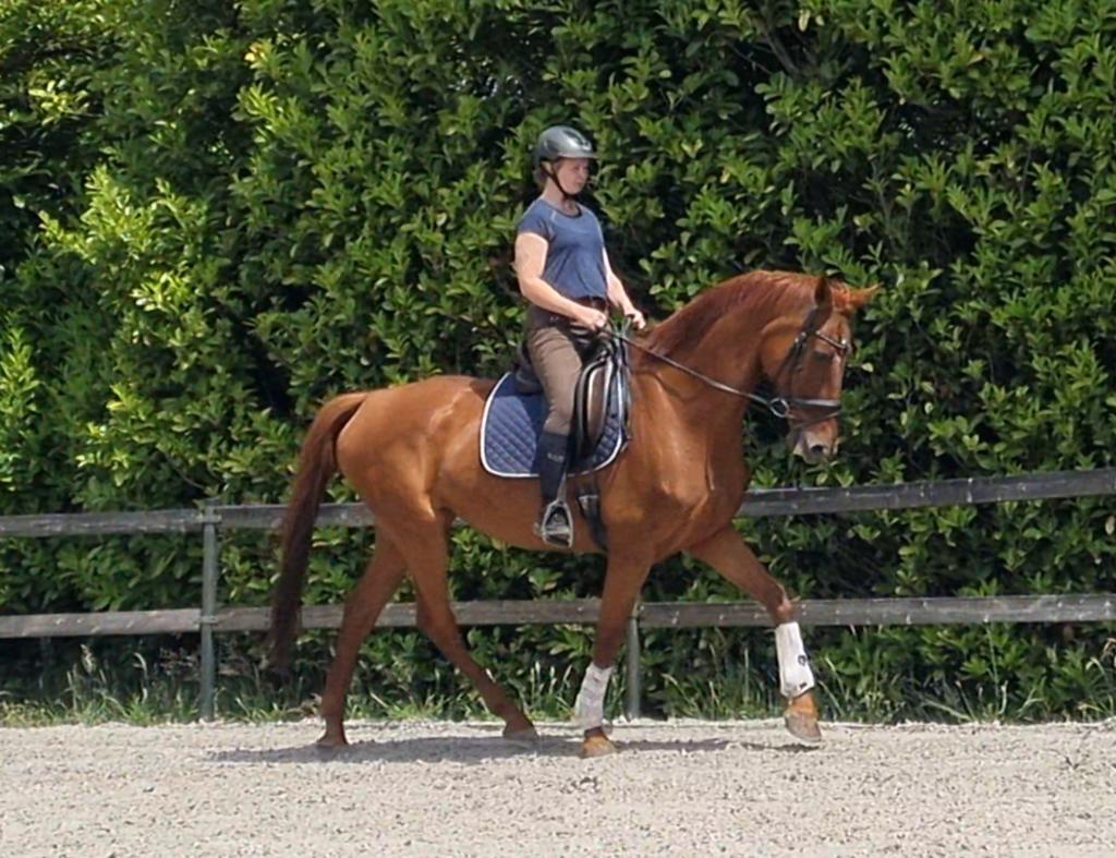 Leuke dressuurmerrie, Dieren en Toebehoren, Paarden, Merrie, 175 cm of meer, Met stamboom, Dressuurpaard