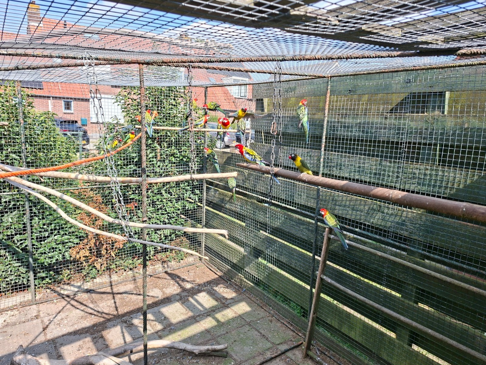 Rosella wildkleur, Meerdere dieren, Parkiet