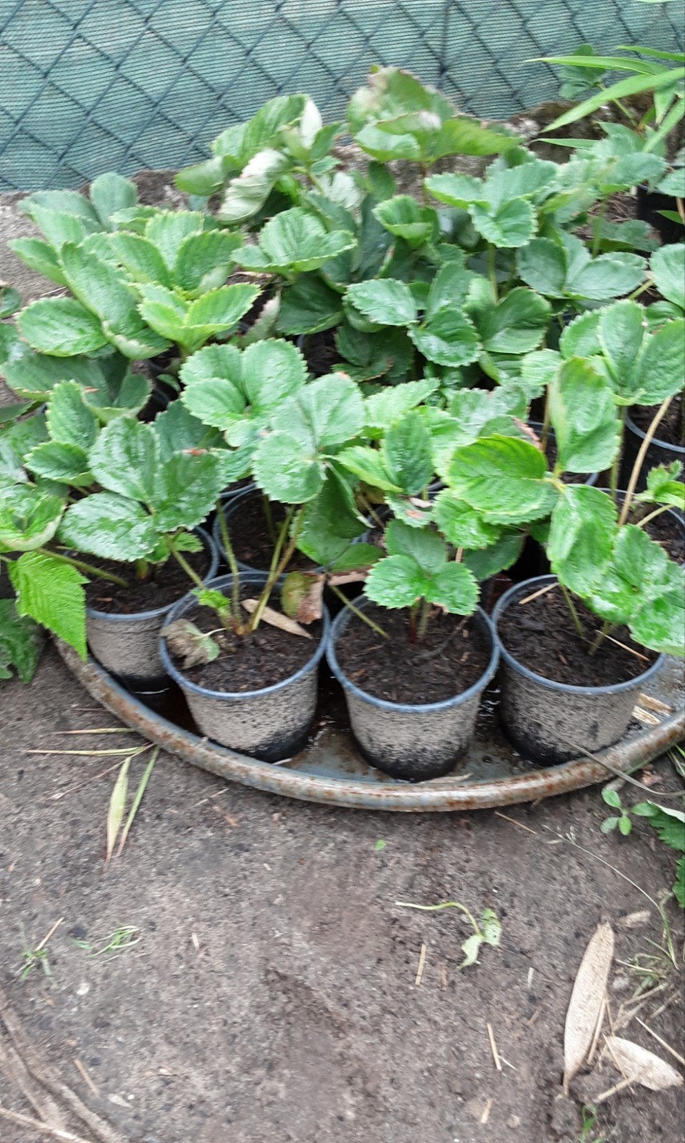 aardbeienplanten, Tuin en Terras, Planten | Tuinplanten, Ophalen, Overige soorten, Volle zon