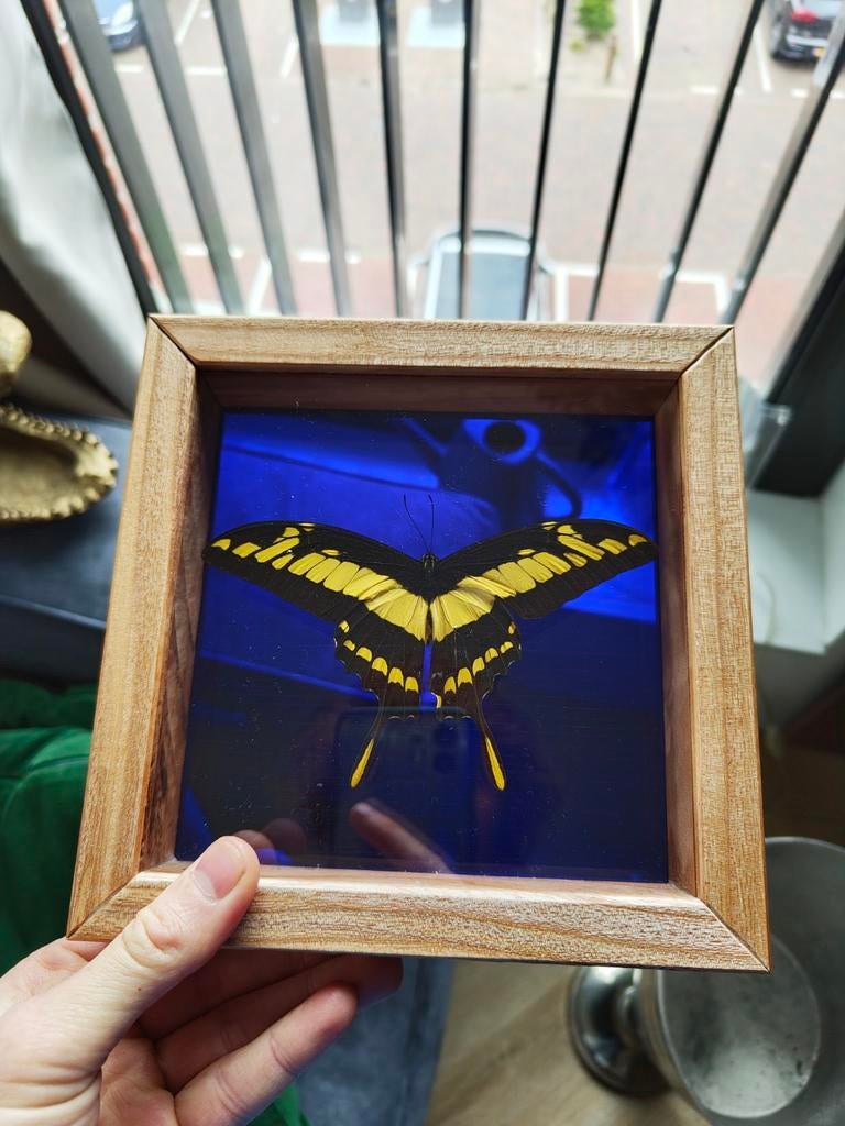 Opgezette vlinder in handgemaakt esdoorn houten frame, Ophalen of Verzenden