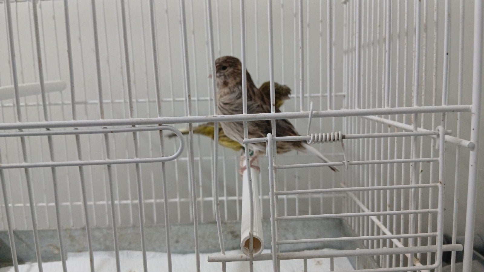 gloster koppel, Meerdere dieren