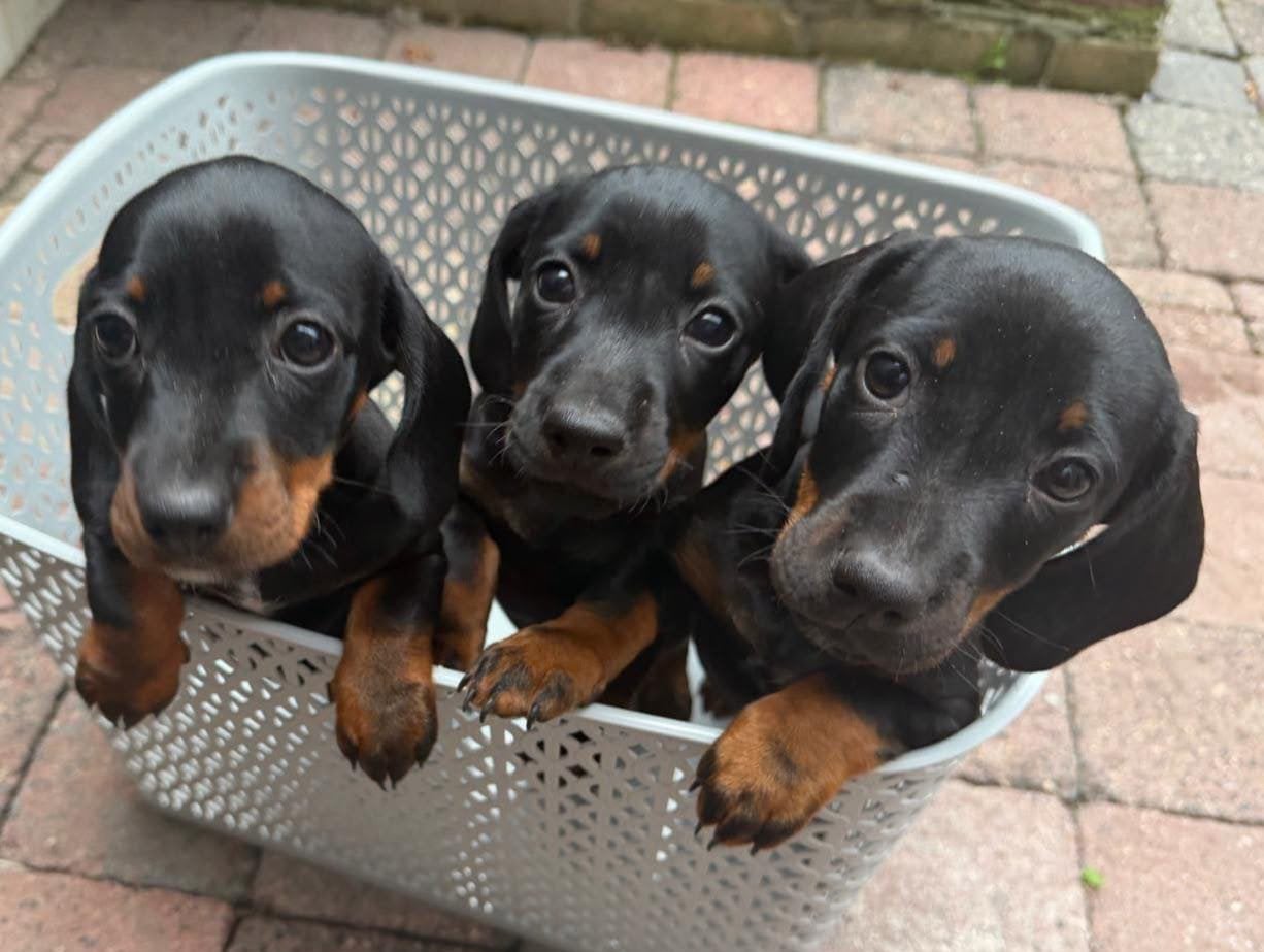 Dwerg teckel pupies, HCC (leverziekte), 8 tot 15 weken, Korthaar, Dwerg
