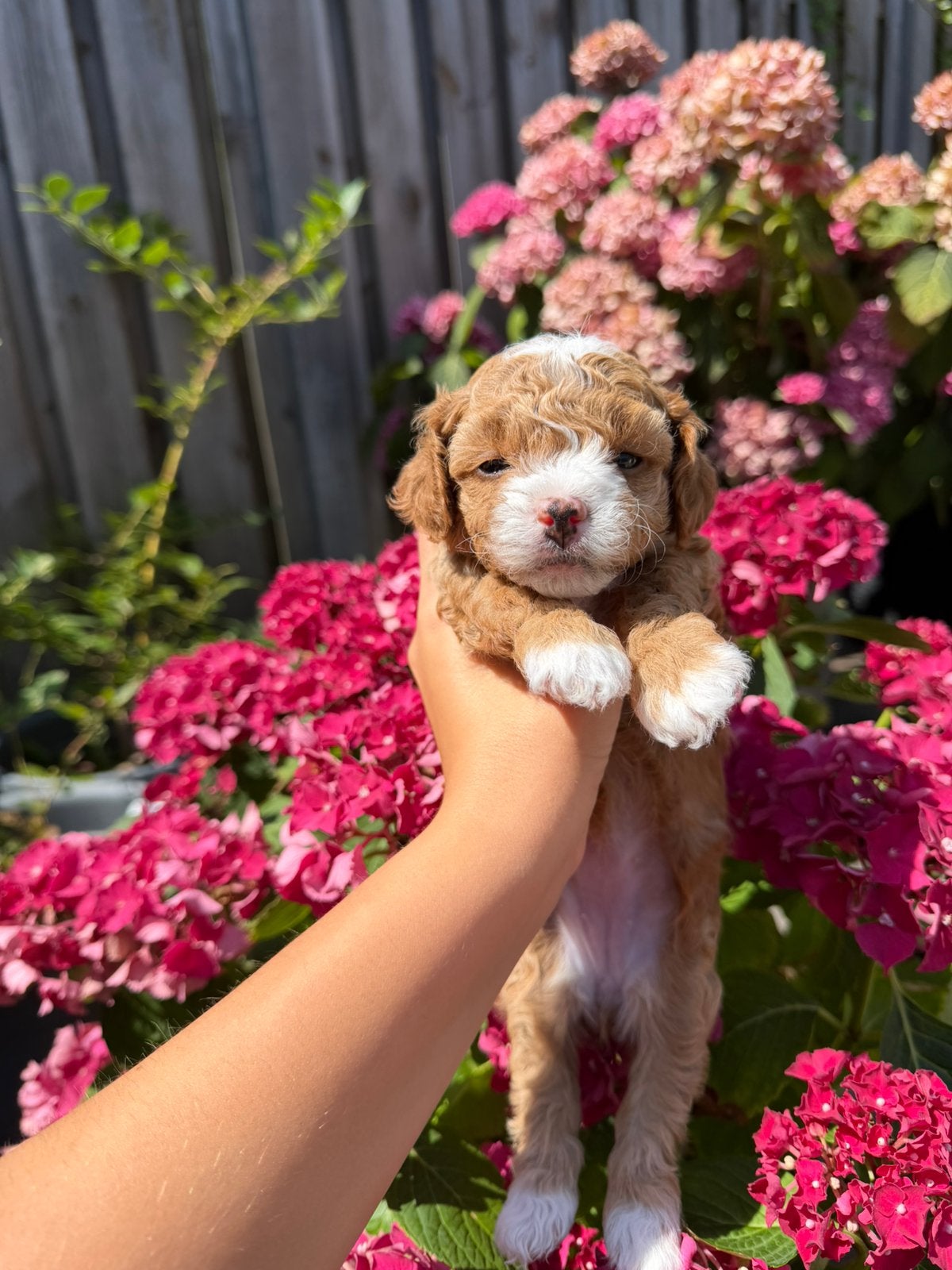 Maltipoo pups, Dieren en Toebehoren, Honden | Chihuahua's en Gezelschapshonden, Poedel, 8 tot 15 weken, Parvo, Meerdere