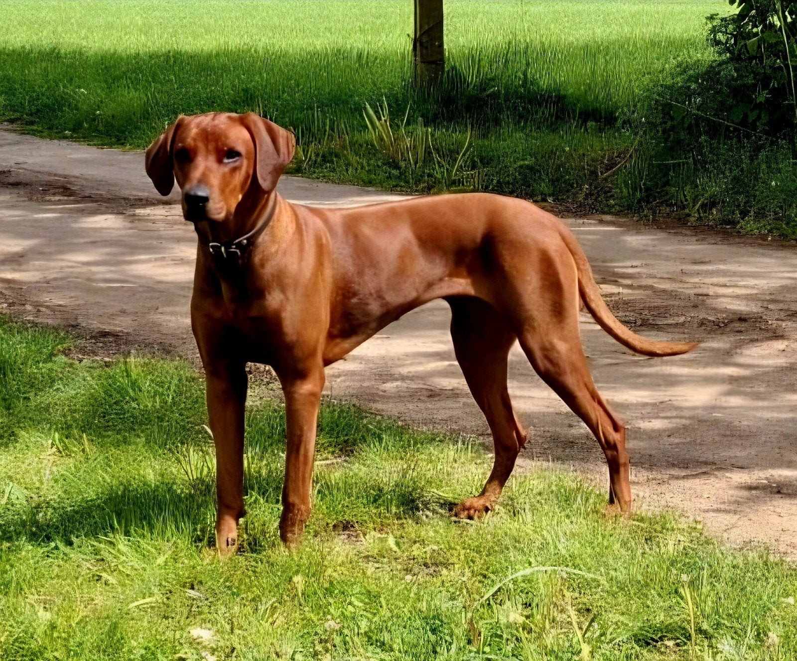 Rhodesian Ridgeback pups verwacht met FCI-stamboom, Dieren en Toebehoren, Overige rassen, Meerdere, Meerdere dieren, Nederland
