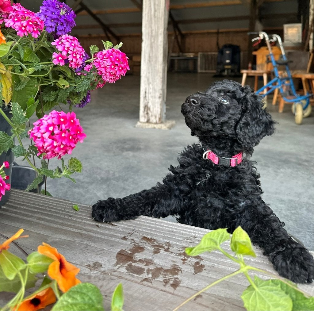 MEDIUM PUP DOODLE TEEF XIARA, Nederland, Parvo, Overige rassen, 8 tot 15 weken