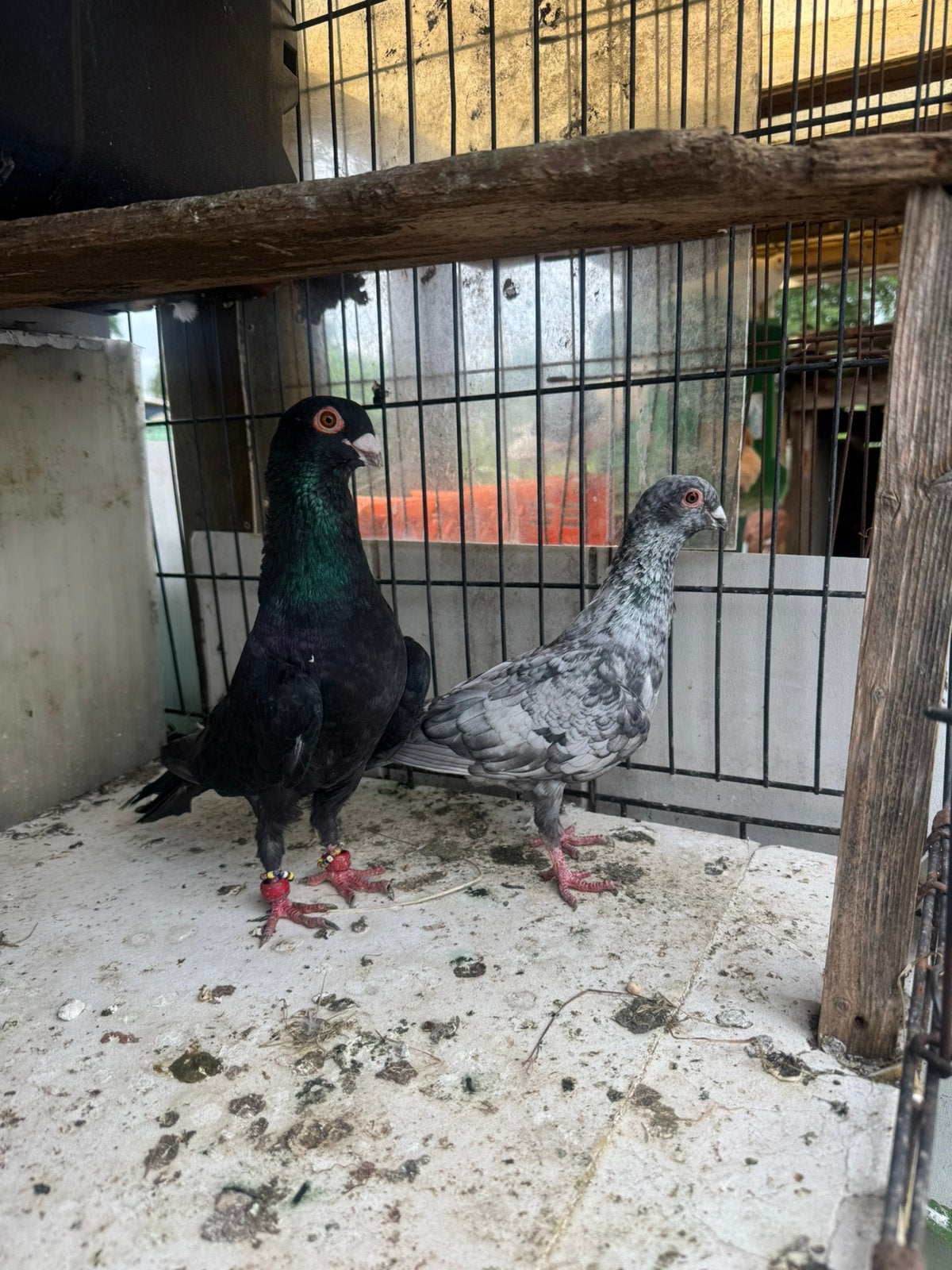 Te Koop, Dieren en Toebehoren, Mannelijk, Postduif