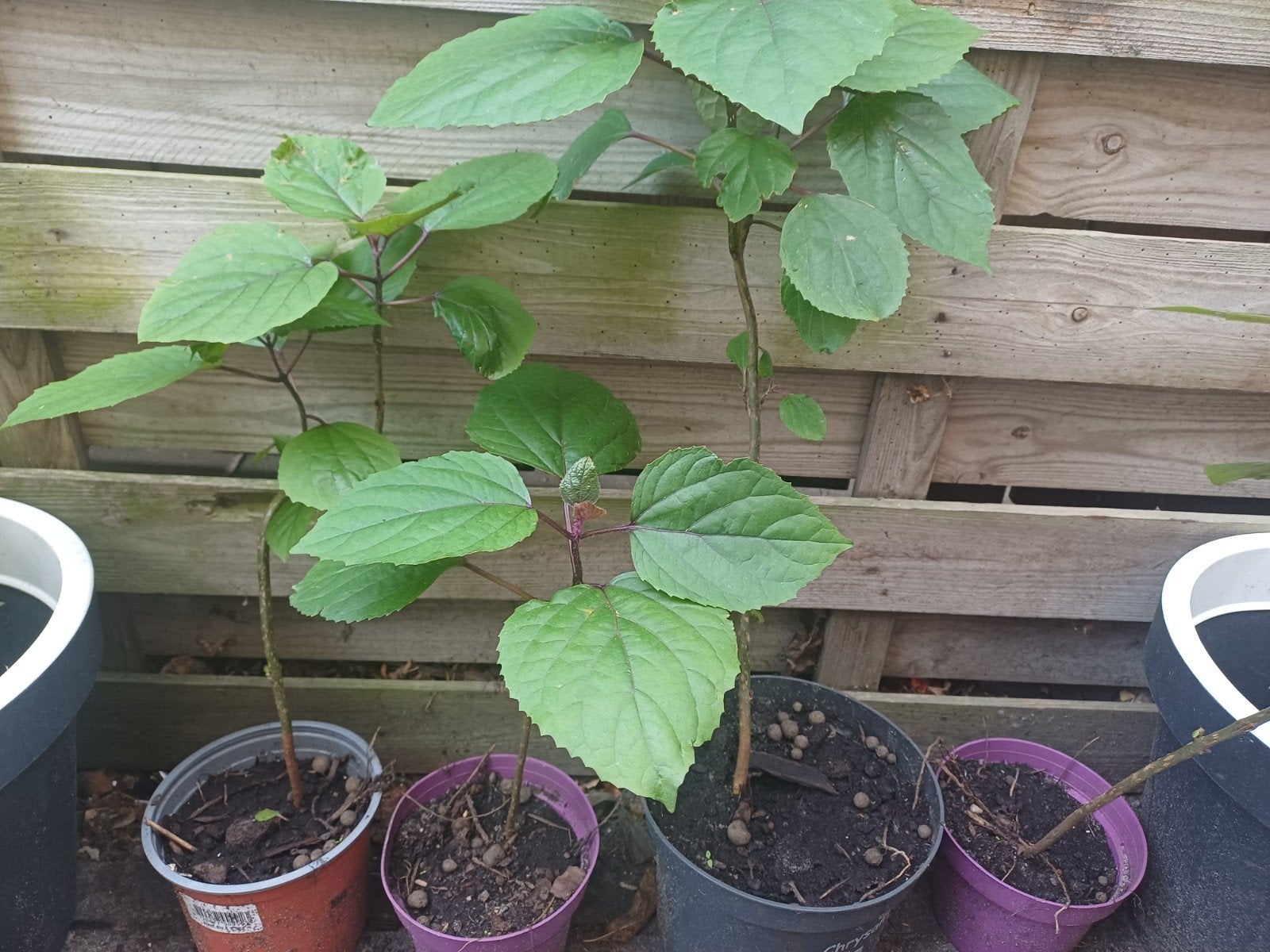 Kansen/Pindakaasboom (Clerodendrum trichotomum) stekken, Ophalen