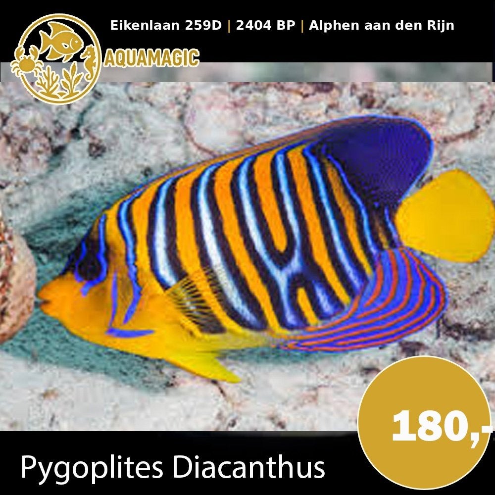 pygoplites diacanthus, Vis, Zoutwatervis