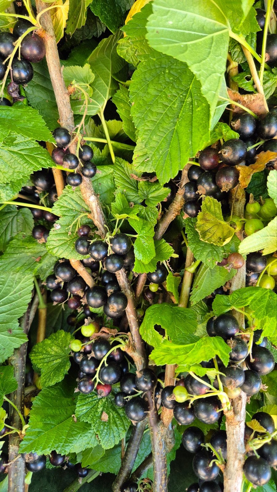 Verse Zwarte bessen, Ophalen