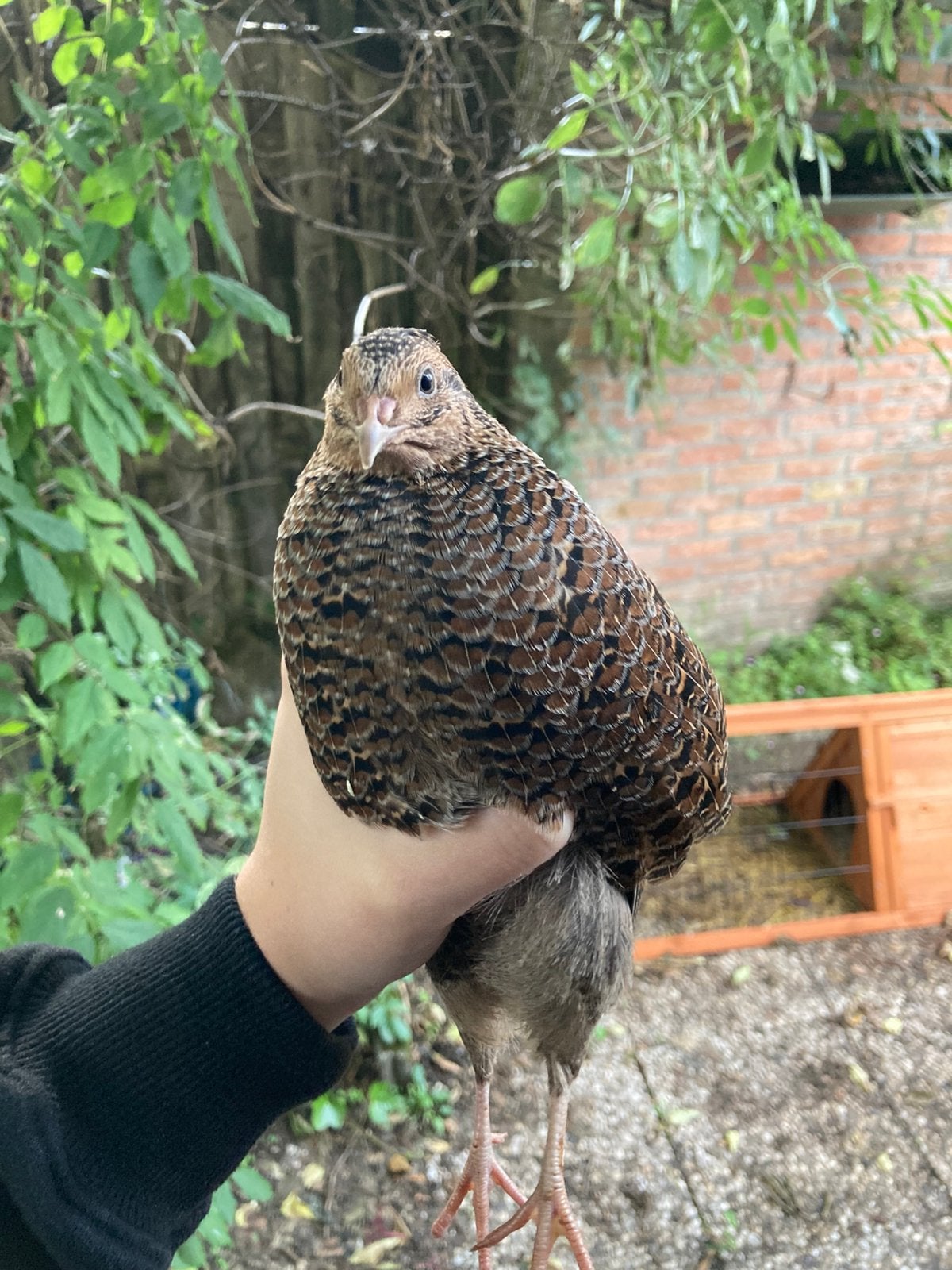 Kwartel hannen 5 weken oud., Dieren en Toebehoren, Geslacht onbekend, Overige soorten