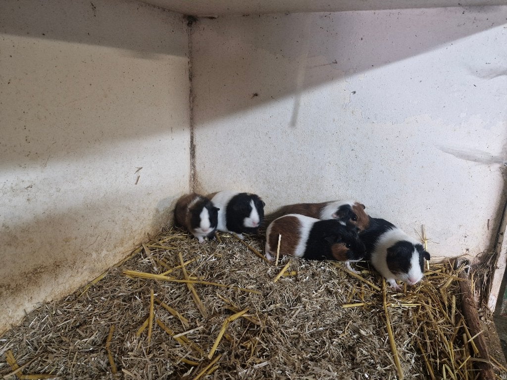 Jonge cavia zeugjes driekleur gladhaar, Dieren en Toebehoren, Augustus, Meerdere dieren, Cavia