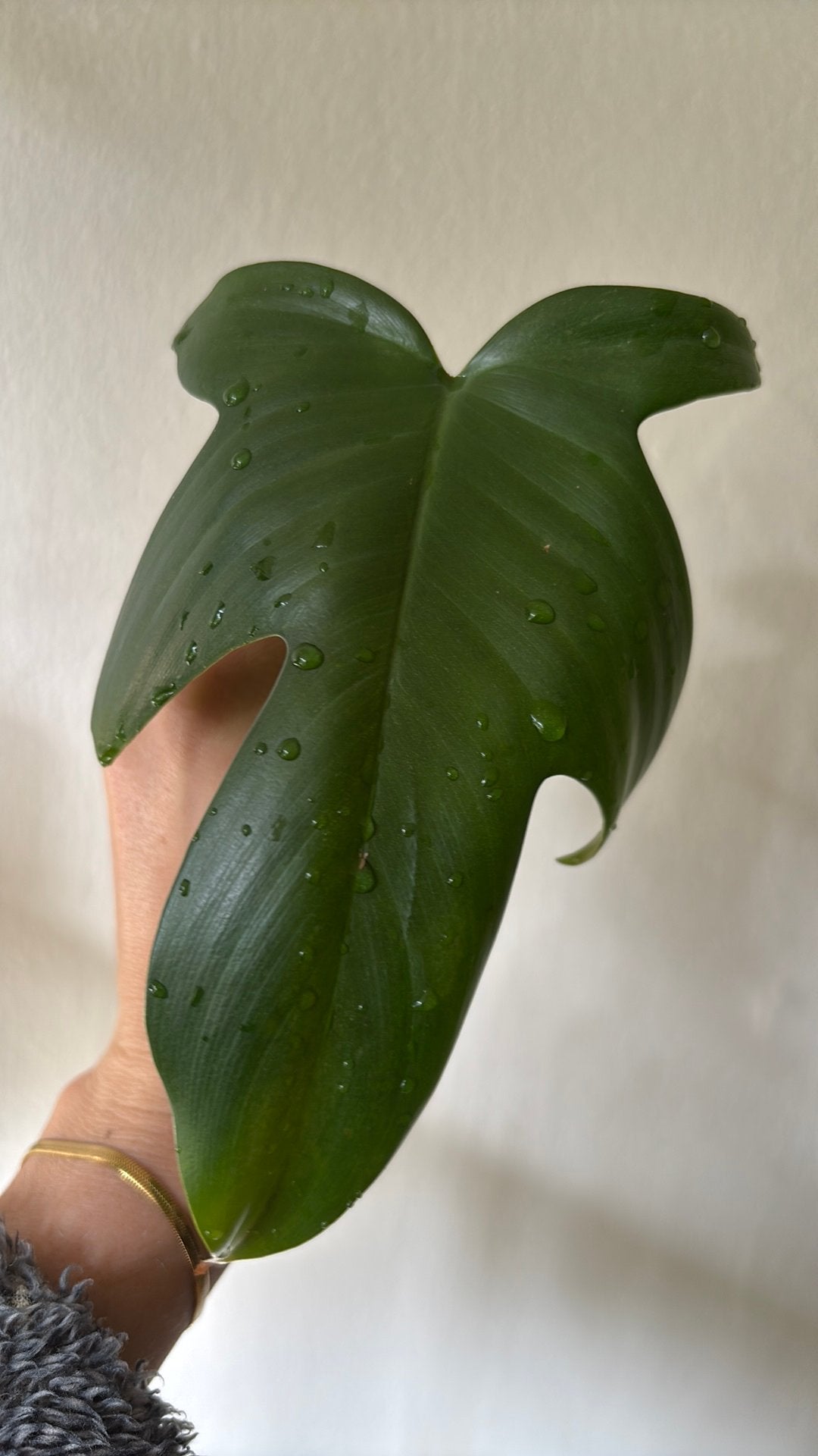 Philodendron Florida Ghost stek, Overige soorten, Minder dan 100 cm, Groene kamerplant, Halfschaduw