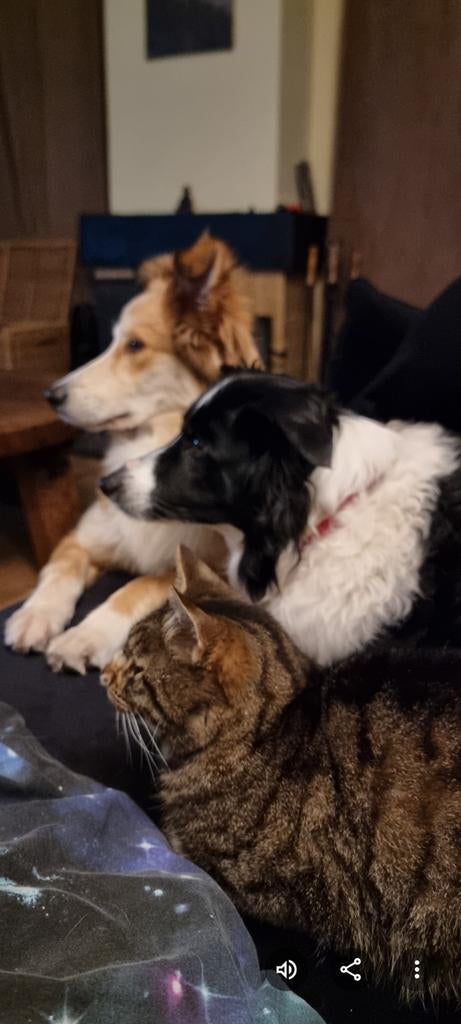 Honden opvang aangeboden, Dieren en Toebehoren, Honden-accessoires, Nieuw, Ophalen