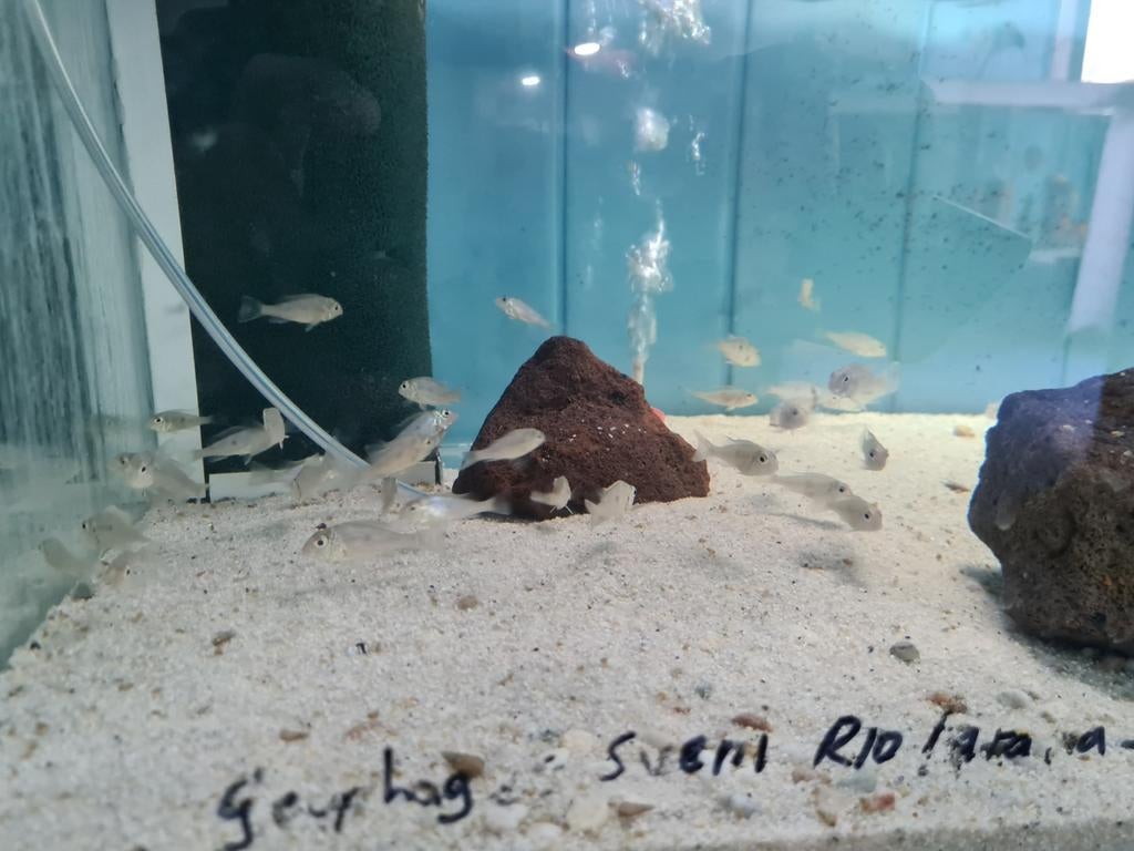 Geophagus Sveni Rio Parana Cichliden, Dieren en Toebehoren, Vissen | Aquariumvissen, Zoetwatervis, Vis