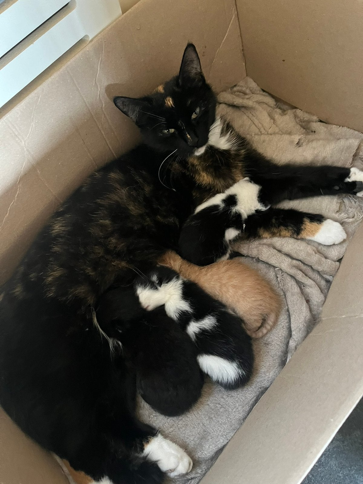 Kittens te koop, Meerdere dieren