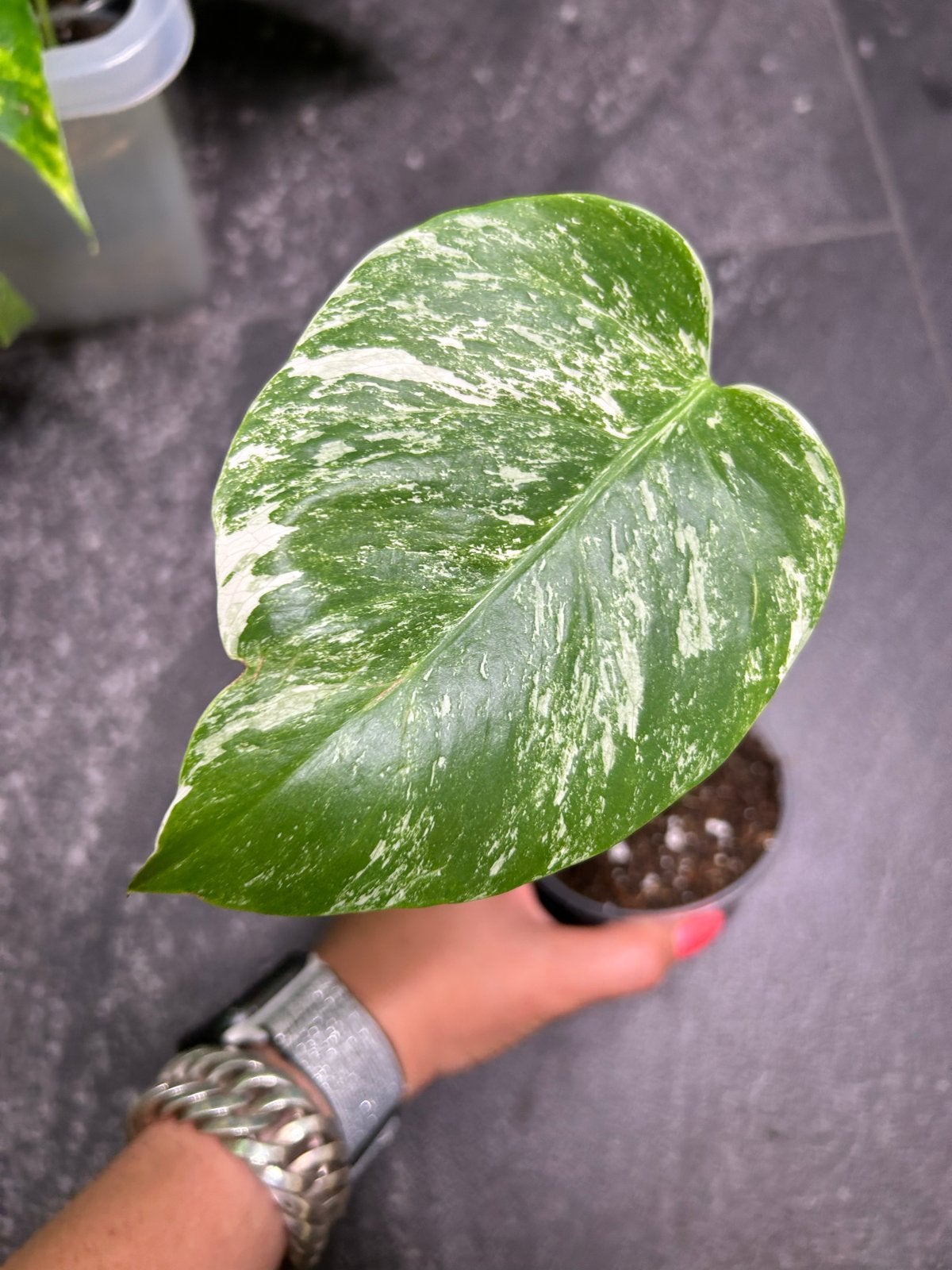 Monstera Deliciosa Variegata - Zeldzame Kamerplant, Ophalen of Verzenden, Halfschaduw, Minder dan 100 cm