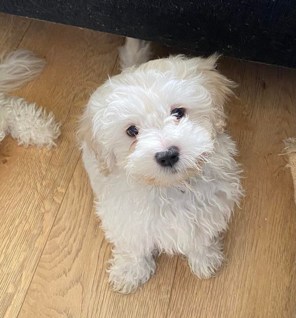 Maltipoo puppys, Parvo, Overige rassen, 8 tot 15 weken, Meerdere