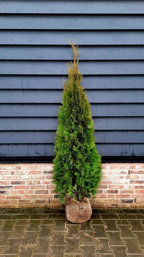 Conifeer Thuja occidentalis 'Smaragd' 🌲, Ophalen, Conifeer, 100 tot 250 cm