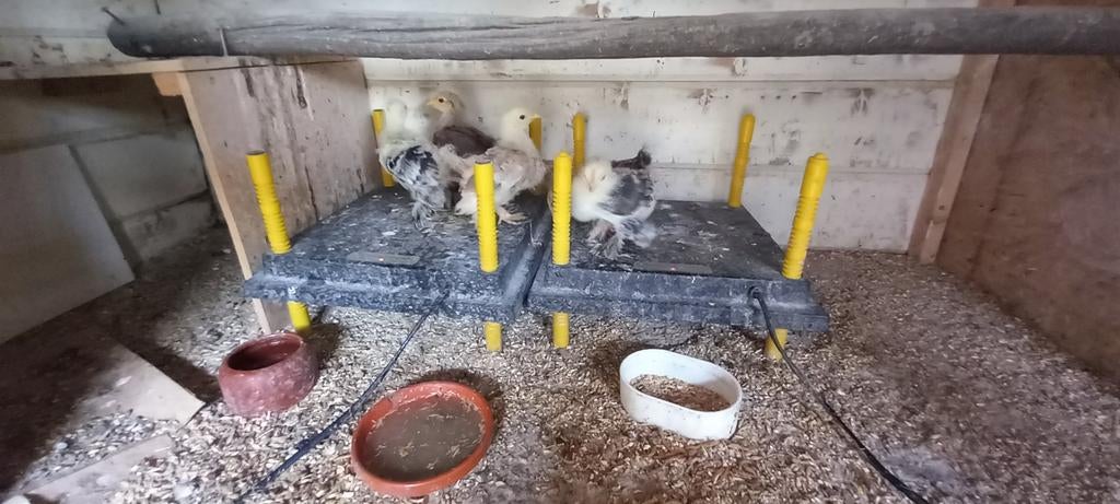 Cochin kriel kuikens, Dieren en Toebehoren, Geslacht onbekend, Kip