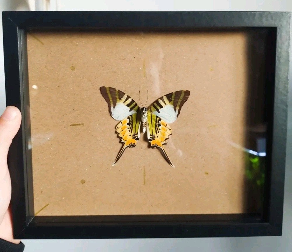vlinder in lijst, Verzamelen, Ophalen of Verzenden, Nieuw, Insect, Opgezet dier