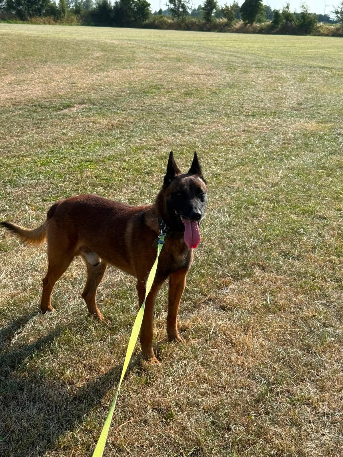 Max mechelse herder 10 jaar, 6 jaar of ouder, Parvo, Reu, Eén hond