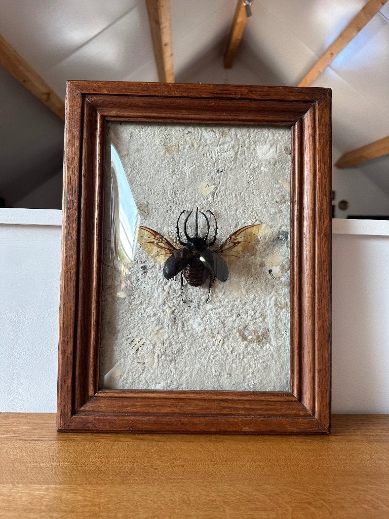 Chalcosoma Caucasus kever, Antiek en Kunst, Curiosa en Brocante, Ophalen of Verzenden