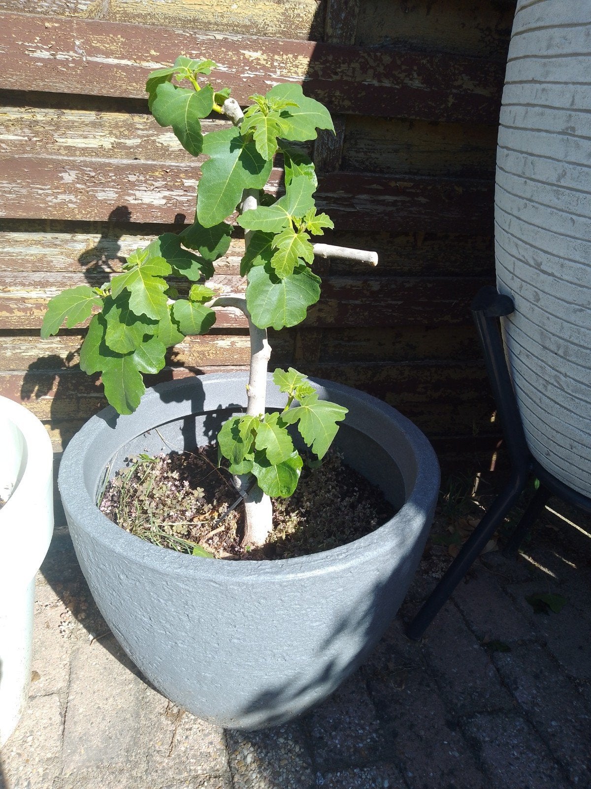 vijgen boompje in pot, Ophalen of Verzenden, Overige soorten, Volle zon