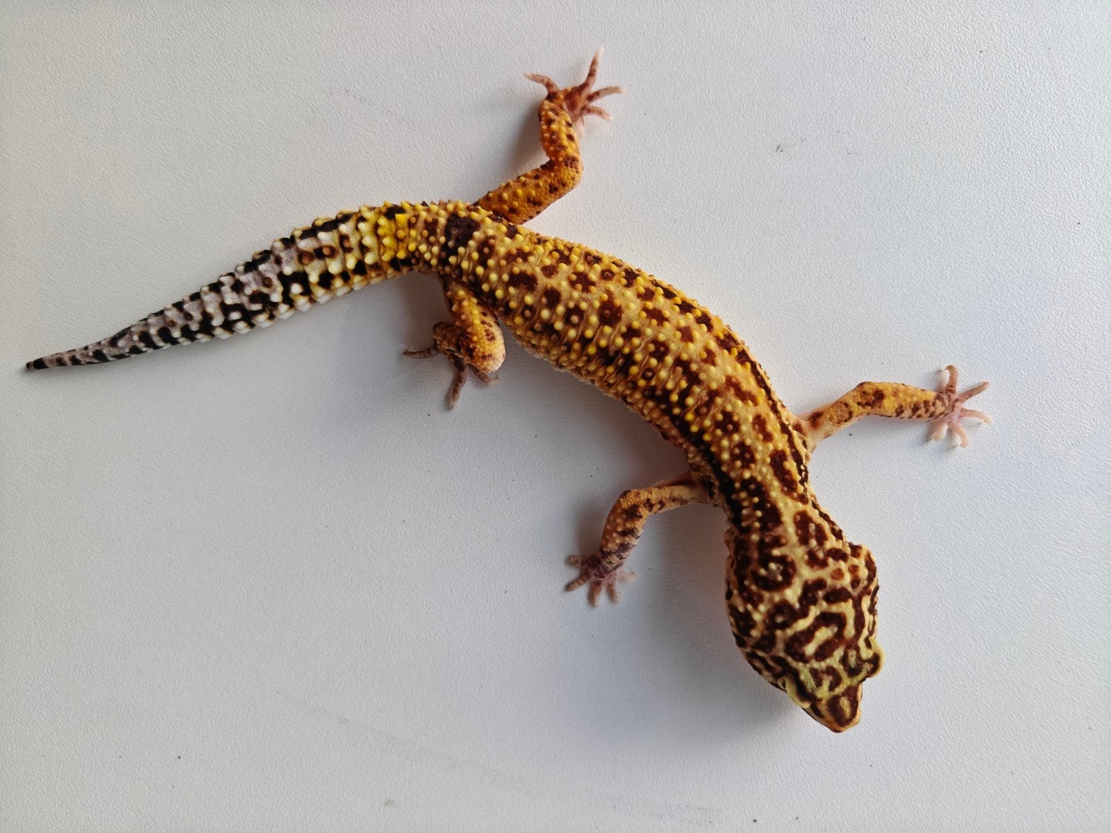 Mooie goudgele luipaardgekko te koop Leopard Gecko photo 5